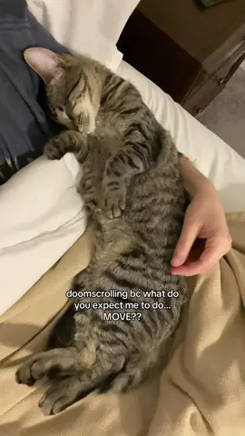 it’s her world, i’m just living in it #cats #catmom #blindcat 