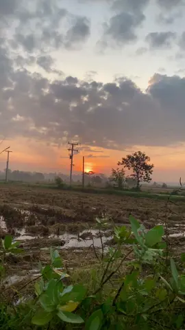 เช้าๆมีหมอกบรรยากาศดีมาก🌾🌞#วิวบ้านนอก🍃 #สตอรี่ทุ่งนา #ธรรมชาติบําบัด #สารคามน้ําบ่ต้อง #ฟีดดดシ 