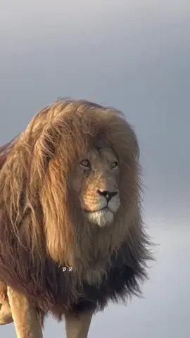 Beautiful animals #lion #Love #nature #foryou #fyp 