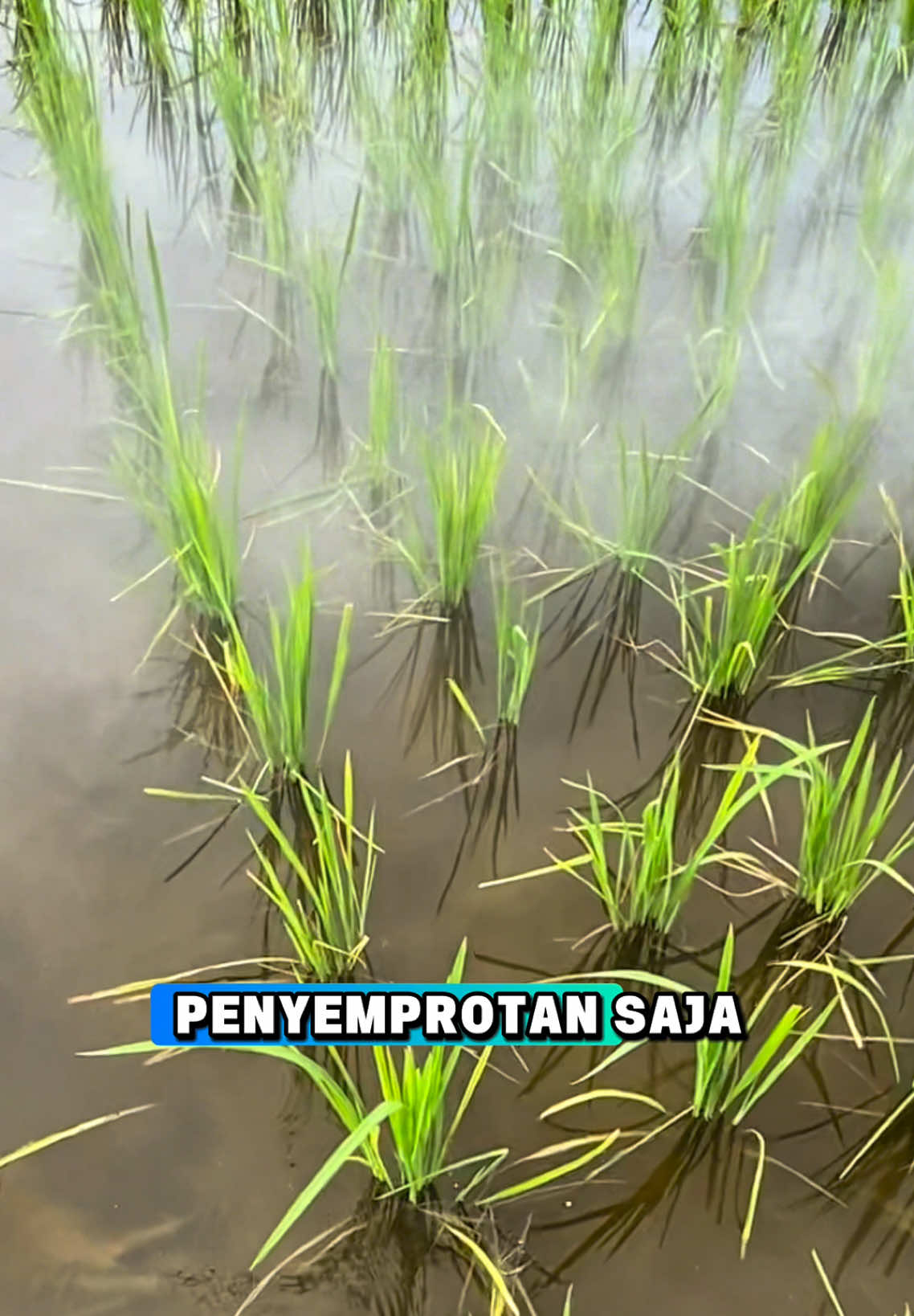 cara membasmi hama wereng hama walangsangit #corpcure #pembasmihama #booster #pupukpelebatbuah #obathama 