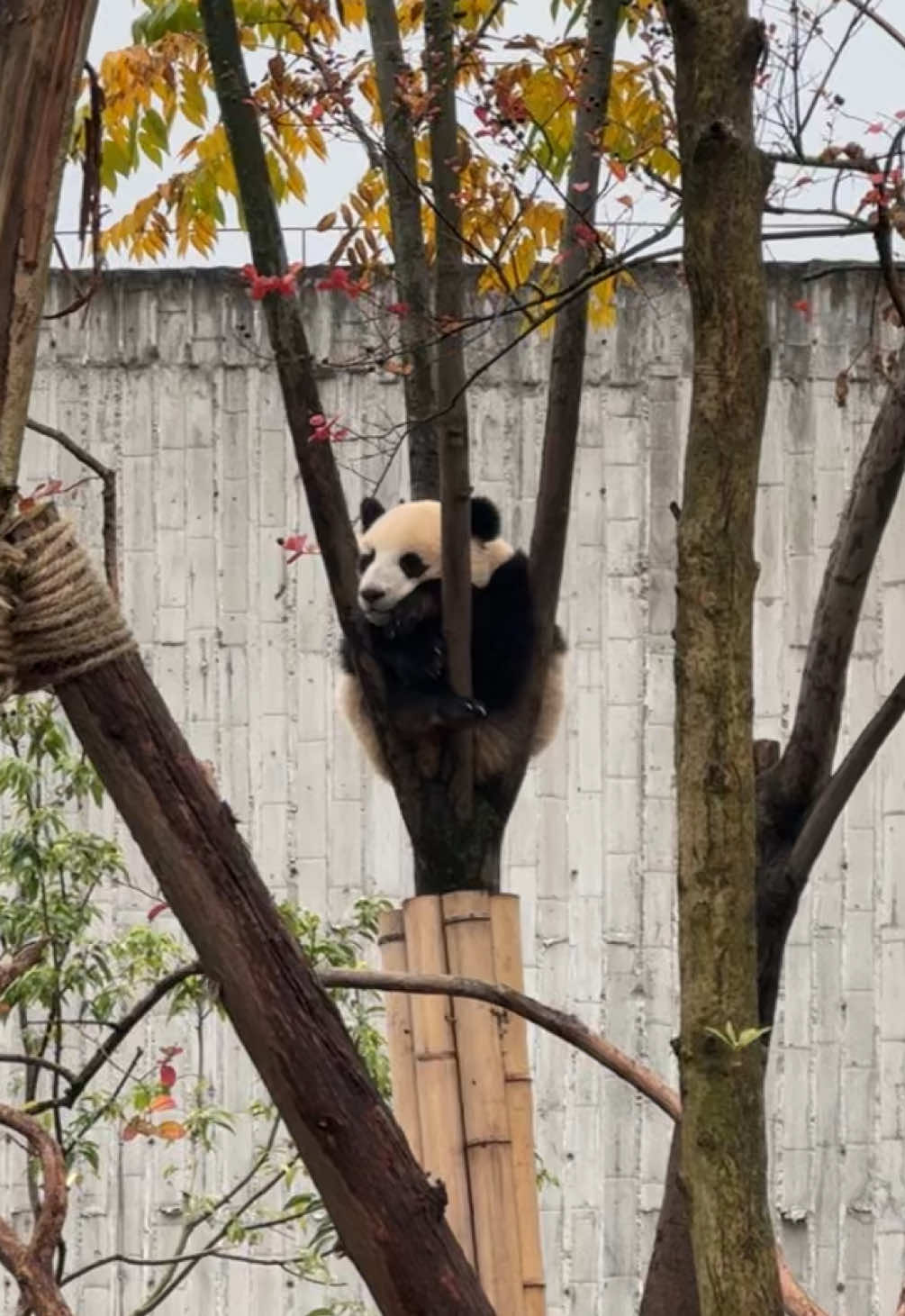 Some sweet angels I saw at the Chengdu Research Base of Giant Panda Breeding 🐼🖤🤍 They are so cute! အသည်းယားလိုက်တာာာာာာာာာ