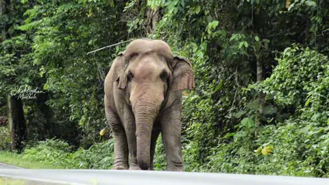 พลายงาทอง แห่งเขาใหญ่  #ช้างป่าเขาใหญ่ #อุทยานแห่งชาติเขาใหญ่ #ช้างป่า #elephant #khaoyai 