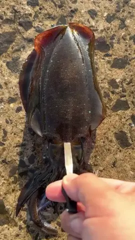 #LIVEIncentiveProgram #LIVEwithlowfollowers #PaidPartnership 