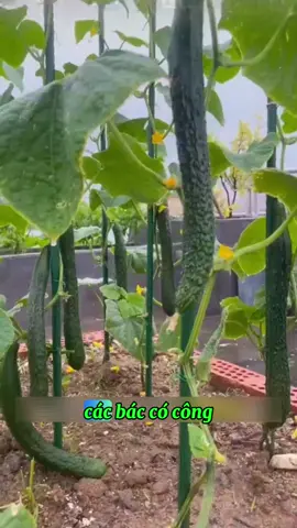 Ăn dưa chuột kiếm nhật #hathiong #duachuot #dua #nongnghiep 