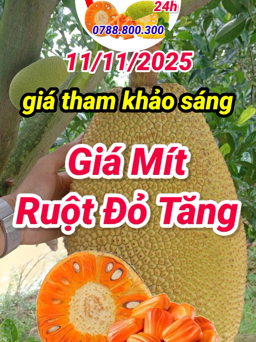 giá mít ruột đỏ hôm nay 11/11/12025 #giamithomnay #giamitruotdo #giamitruotdohomnay #mitruotdo #mit @Tùng kênh giá mít hôm nay 