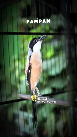 Gak tau artinya, tapi seneng denger suaranya 😍😀 #cendet 
