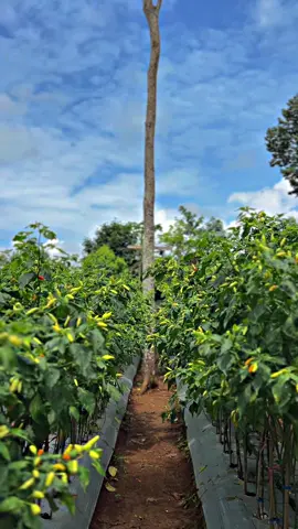 Pemberian fungsida #Tanicabe #caberawit #caberawitkaliber #caberawit🌶#petanimuda #CapCut #petanimilineal #kebunsendiri #fyppppppppppppppppppppppp #fyp 