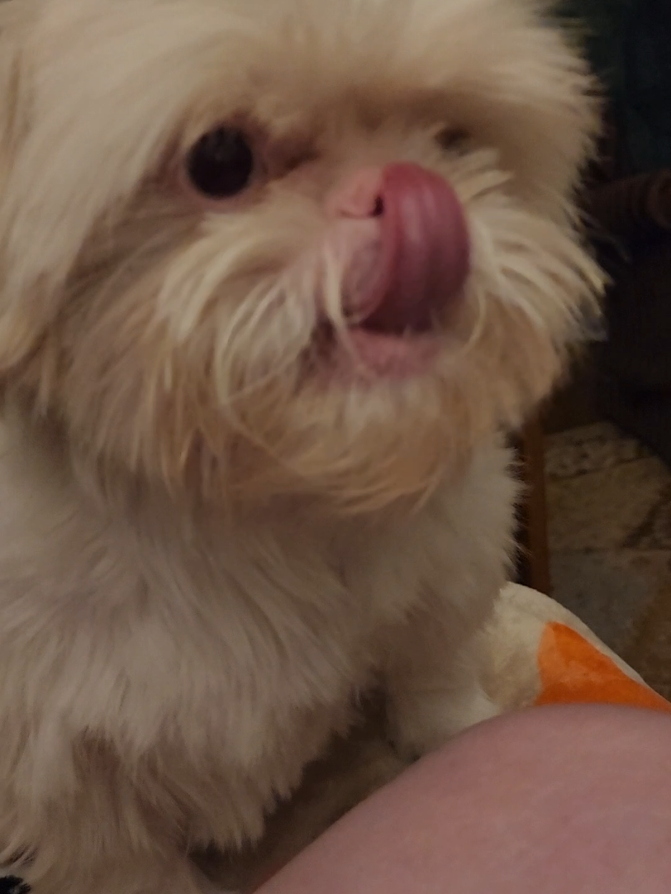 Corn time!! . . . #emrysbuttercream #shihtzu #albinodog #rescuedog #dogsoftiktok 