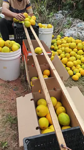 fruits setting tips  #foryou #tricks #trending 