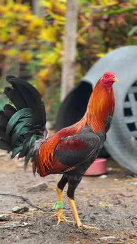 Bibit sendiri #ayamplipin🇸🇽 #masukberanda #fyp 