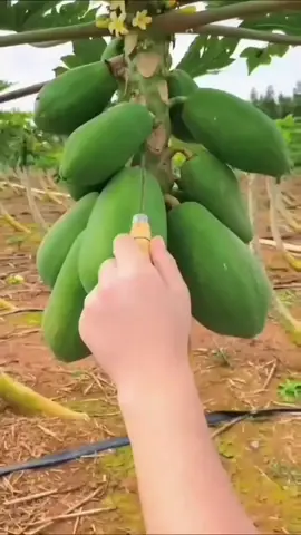 #Kidney_Stone_Remidy  #Stone_Treatment_foryu  #virall_healthy_tips_fyp  #foryu_page_virall  #Healthy_life_style 