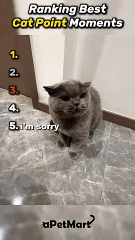 Cat core 😂 #cat #cats #catcore #funny #animals 