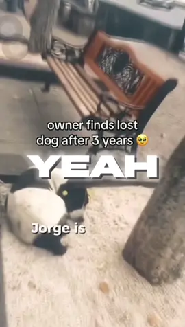 Jorge❤️👨🏼‍🦳#wherehaveyoubeen #fyp #dog #tiktok #capcut 
