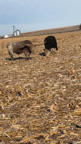 Better not break off a horn horsing around! 