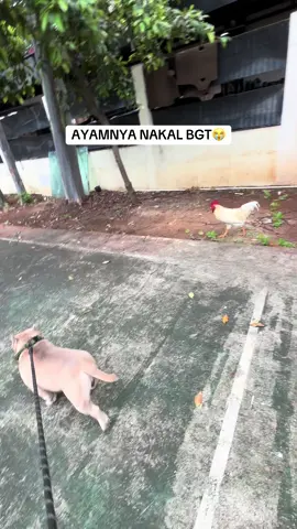 pantat belen😭 ini yg ke 2 kali dia cotot pantat belen, dari awal gerak geriknya ngikutin belen mulu kemana mana