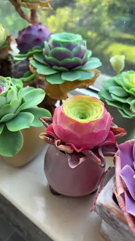 Sen đá hoa hồng#vuonsenda #sendahoahong 