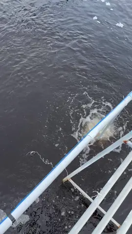 22ngày Mật độ 200c/m2 