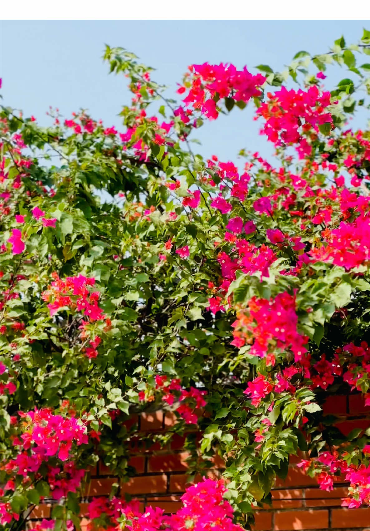 ইটের দেয়ালে ঝুলে থাকা বাগান বিলাস, রোদের মাঝে তুমি — দুটোই আমার শান্তির ঠিকানা💖💫 #foryou #fyp #viralvideo #nature #tiktokbangladesh🇧🇩 