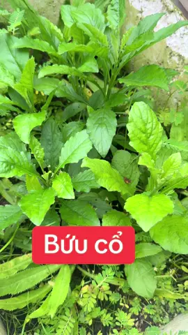 #thuocnam #thuocnamsuckhoe #xuhuong #chiasekinhnghiem #voigaicotsong #cailaytiengiang #thankinhtoa #nhucmoi #thoaihoacotsong #daumoivaigay #tebitaychan 