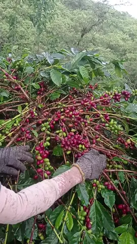 petani full senyum ketua  #kopigayo #gayo #lfl #feed 