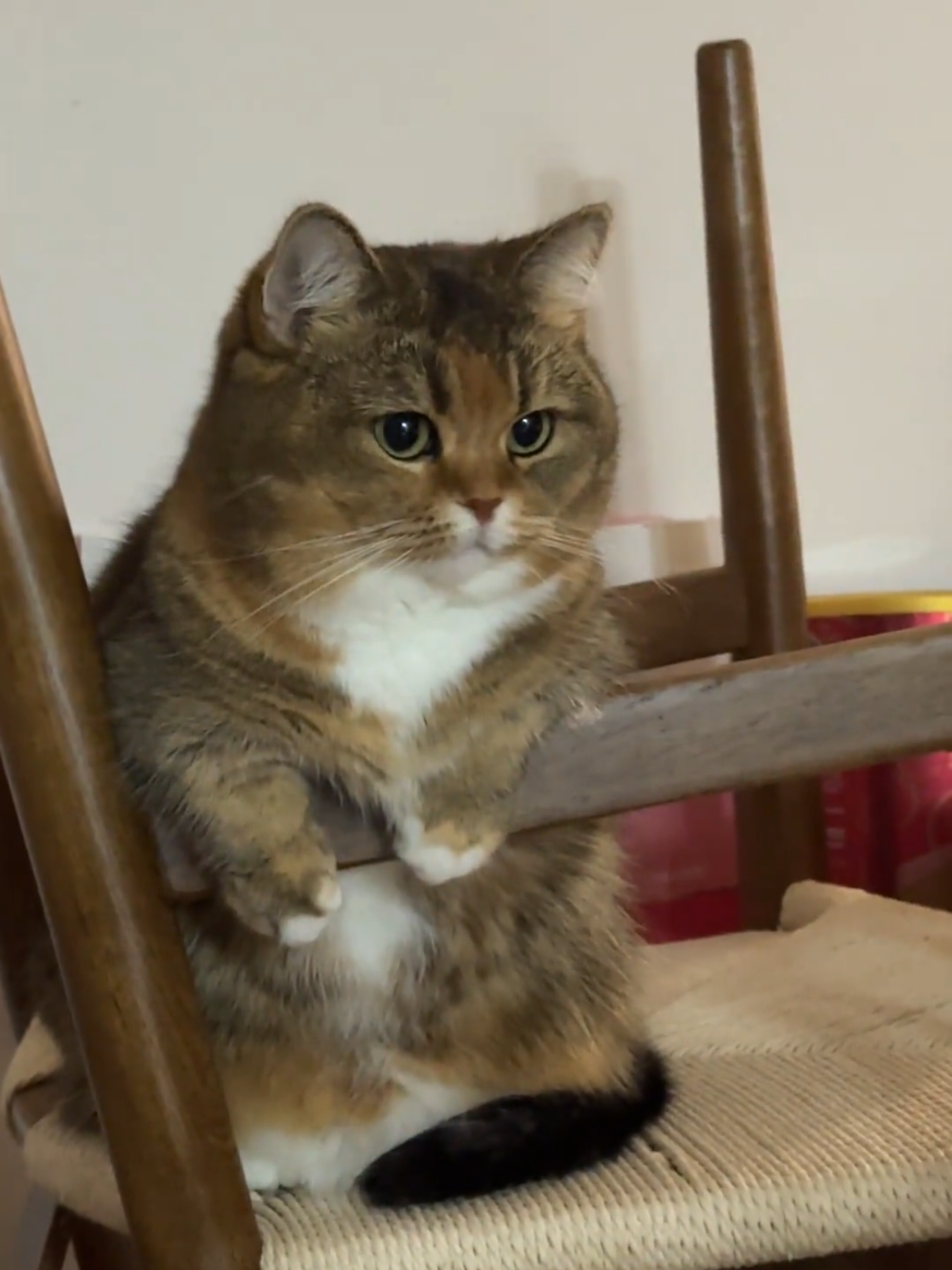 #catloving  #cutepets  #golden #video