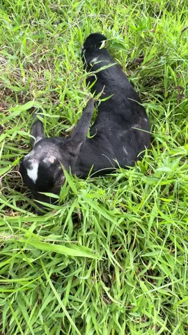 #fallowme😍 #viraltiktok #likesharecommentguys #kambingwalangpaa #seagoat inilabas sa damuhan C sea goat@Kapuso Mo, Jessica Soho 