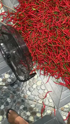 Pesona 100k/2kg 🌶️#petaniindonesia🇮🇩🇮🇩🇮🇩🌿🌿 #cabekritingmerah ##fyp 