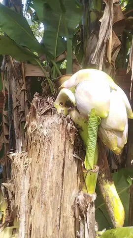 Hoa chuối mộc kiểu 