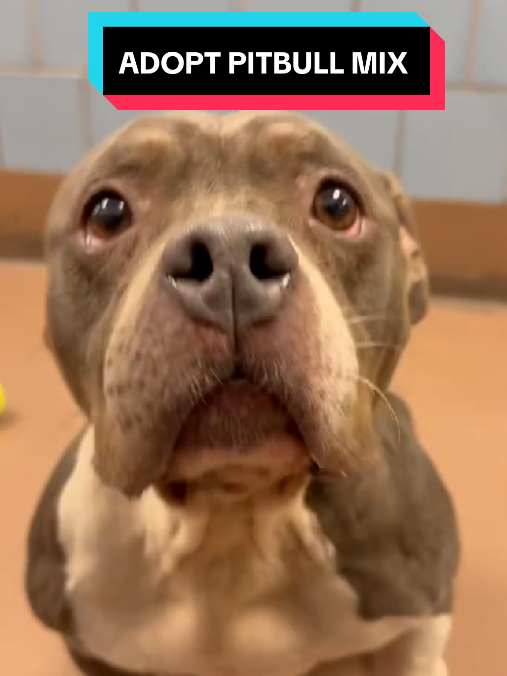 📍2741 S Western Ave, Chicago, IL, United States, 60608 ☎️ Phone Number: 312 7471406 🔗: http://www.cityofchicago.org/city/en /depts/cacc.html #adoptme #cutepets #shelterdog #animalrescue #petlover 