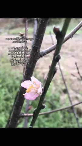 တောင်တန်းတွေနဲ့ဒီသီချင်းရယ်ဘာကိုလွမ်းမှန်းမသိဘူး#fyp #ချယ်ရီသက်သေ