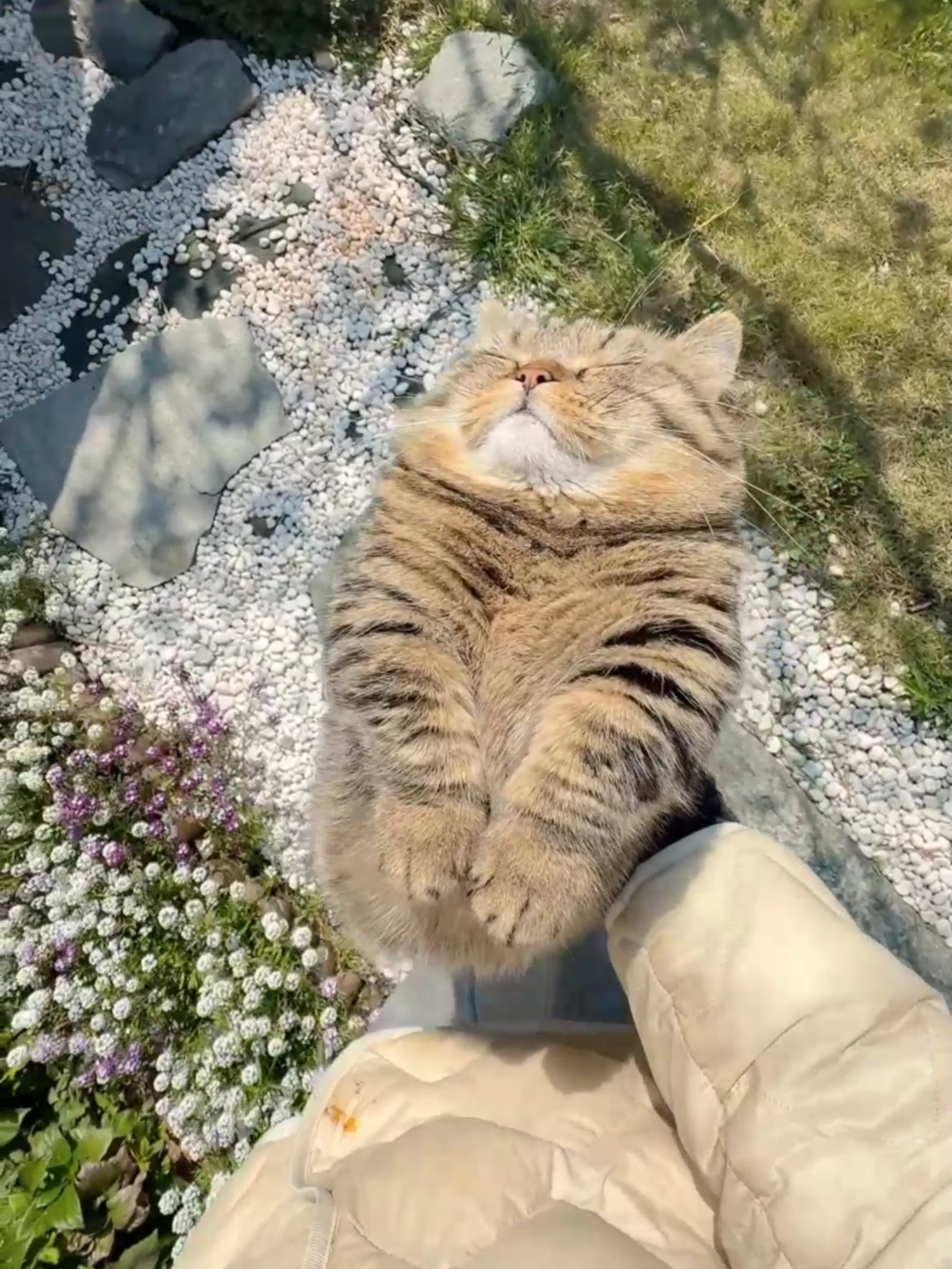 #CatLovers #CutenessOverload #HappyCat #FurryFriend#WholesomeMoments