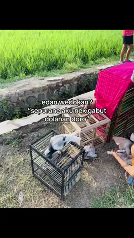 sorry bos😜#story #merpatikolongbebas #merpatilovers #fyp #masukberanda 