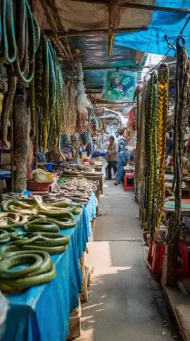 tanya tanya boleh #fyp #animals #world 