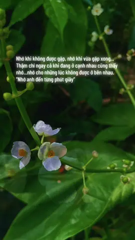 Nhớ anh đến từng phút giây #nhớ #yeuthuong #viral #nhactamtrang #nhachaymoingay 