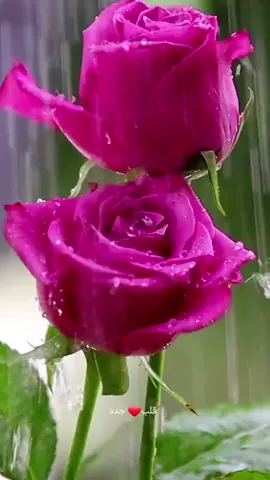 صباحكم ورد #طلال_مداح #قلب_جده❤️ #صوت_الارض #اعادةنشر #طلال_مداح_اسطورة_الفن_العربي 