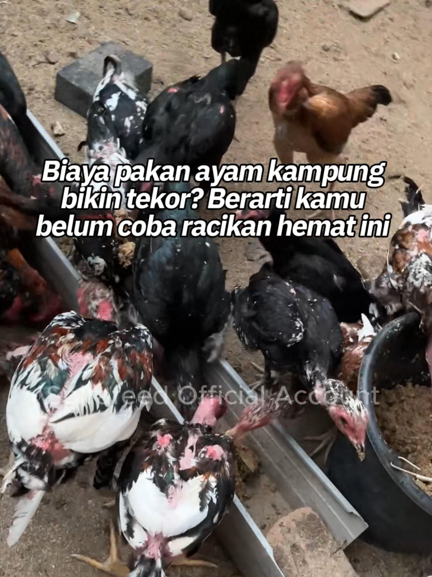 Feed additive buat pakan ayam kampungmu dijamin naik kelas. Tips lengkapnya pakai mikroalga buat menghemat pengeluaran pakan sambil maksimalkan nutrisi. Solusi cerdas peternak modern ada di sini! Simak video lengkapnya sekarang! #pakanayam #peternakayam #ayamkampung #ayamkampungasli #umbaran