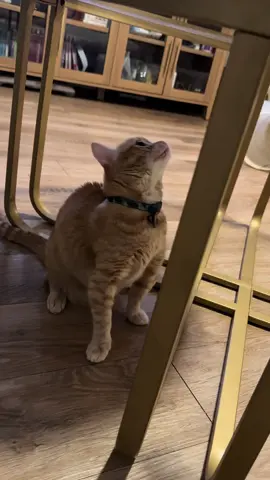 turns out glass tables add a lot to play time note: his chin looks weird because he’s being treated for feline acne! #cutecat