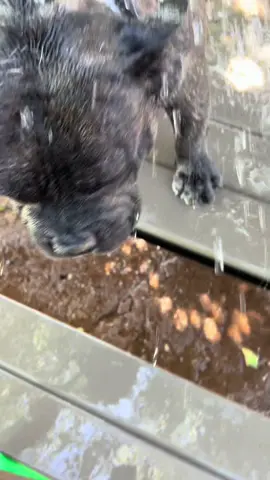 #pason#puppy #ca #meme #cute 