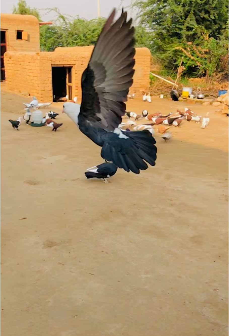 #handtime🦅 #muhammad_qasim_offical 