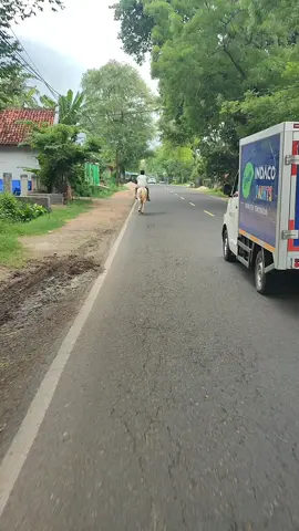 assalamualaikum civic turbo 🥰😍🥰