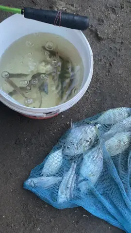 Spot muara #mancingikan #mancingaceh 