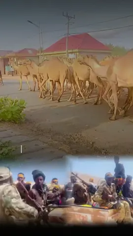 Ragii magaalka xoreestay geeloodi yaa kasaaraya🐪🐎🦁#ssc #dhulbahnte #khaatumostate🐎🇸🇴 #viral_video 