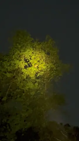 Soi chim đêm, con này to