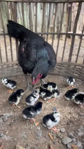 Alhamdulillah,poin 11 ekor semoga lolos seleksi alam😇#larkumbang #salamsatuhobi🐓 #ayamindonesia🇮🇩🇮🇩🇮🇩 #ayambangkoksuper #peternakmuda #fyp 