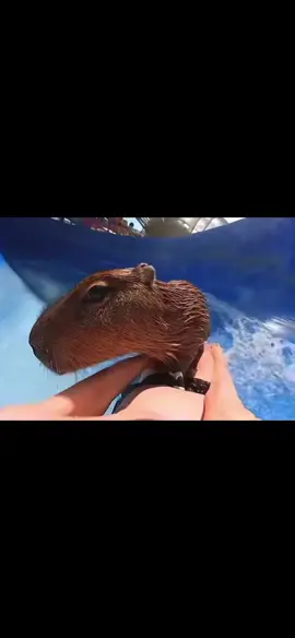 Về kể đi cầu trượt bắt được Capybara mà không ai tin… 😂😂😂       #viral #xuhuong #tiktok #capybara #shorts 