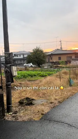 Tại sao cây nào ở Nhật cũng rất nhiều quả ❓#nhậtbản🇯🇵 #saitama 