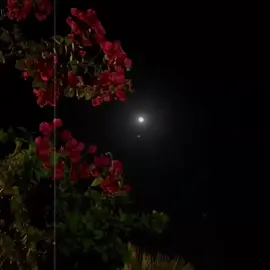 অফার অফার অফার!!  ইসলামিক সব ধরনের বই পেয়ে যাবেন আমাদের পেইজে খুবই কম দামে। বিস্তারিত জানতে ইনবক্সে মেসেজ করুন। #islamicreminder273 #ইনশাআল্লাহ_যাবে_foryou_তে। #ইসলামিক_ভিডিও_🤲🕋🤲 #foryoupageofficiall #foryoupage @TikTok Bangladesh @TikTok @For You 