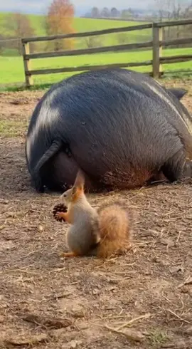 Eeeewwwwww #squirrelsoftiktok #wired 