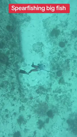 Spearfishing big fish  #spearfishing #fishing #fishingtips #fishinglife #fishingtiktoks 