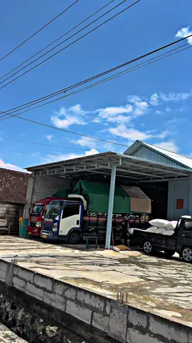 🤏 #bleduggabah🌾 #herlambangjaya #jagungbalap🌽 #fyppppppppppppppppppppppp #bosmuda😎 